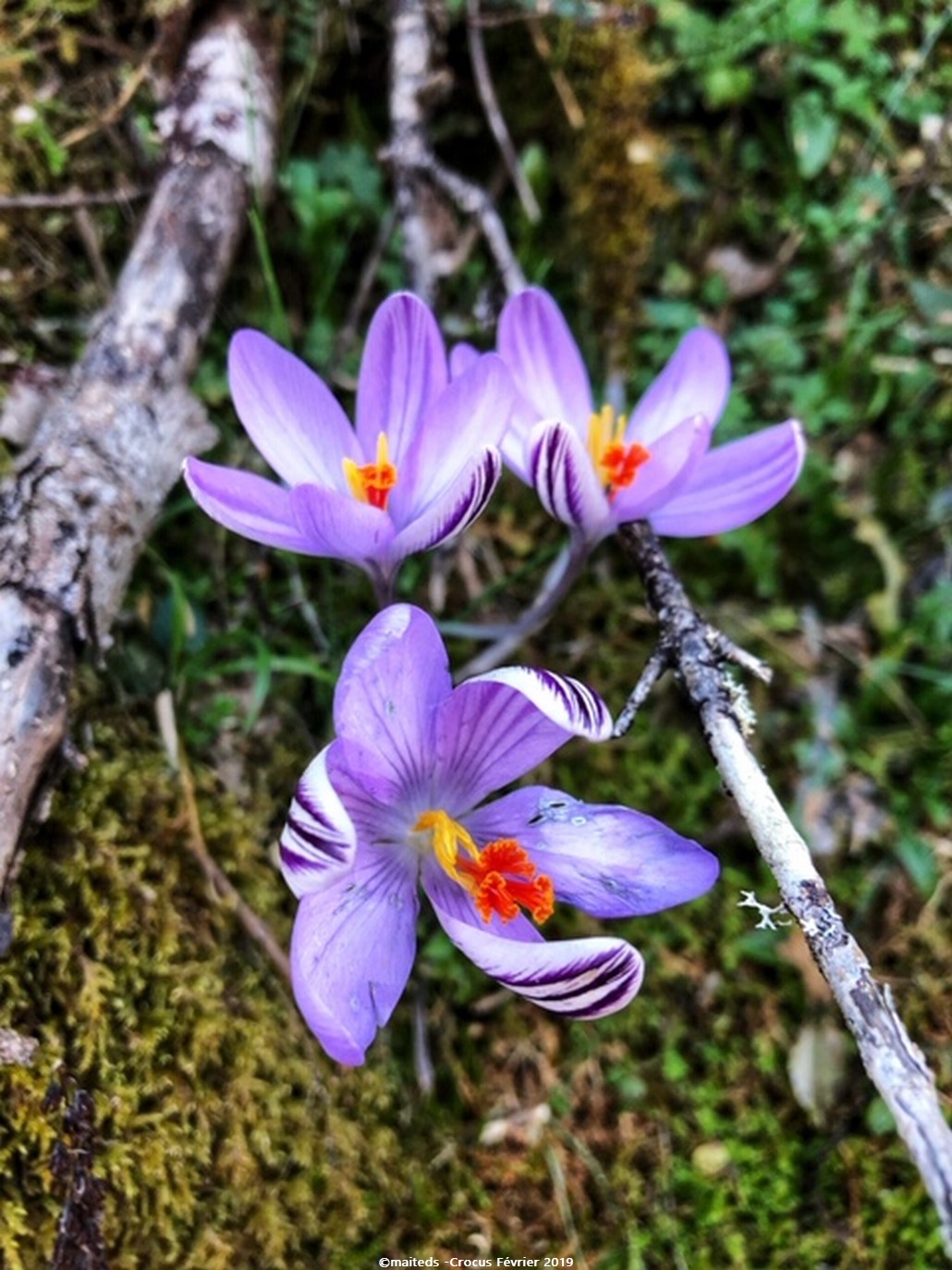  Le crocus de Corse (Crocus corsicus Maw.)