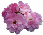 Tubes Fleurs - Divers