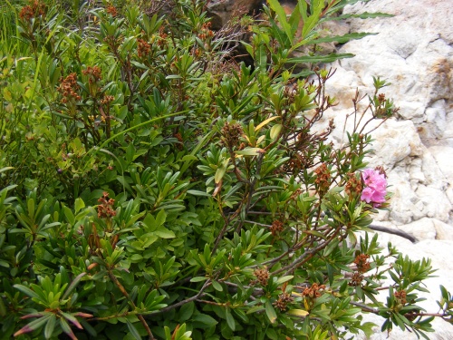 Rhododendron ferrugineum, Ericaceae