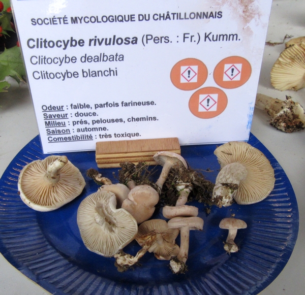 Voici la plupart des espèces de champignons, récoltées lors du séjour de la Société Mycologique du Châtillonnais dans le Morvan