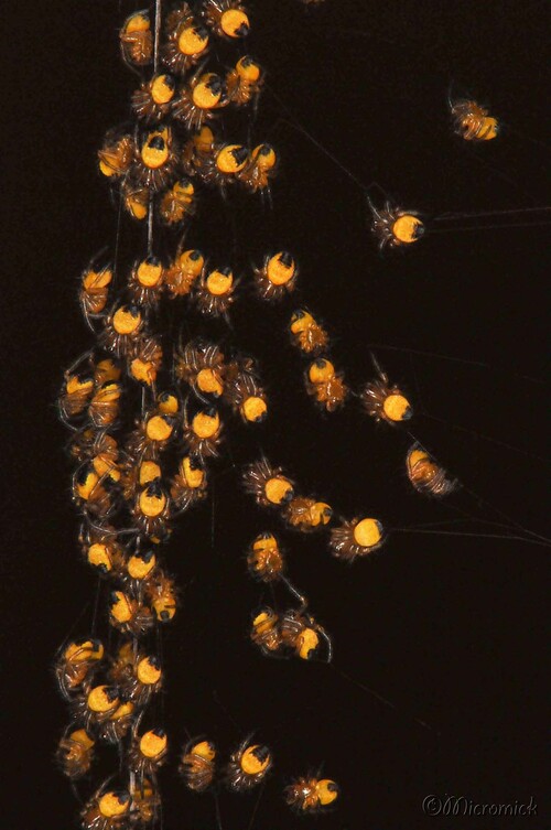Epeire diadème (Araneus diadematus)