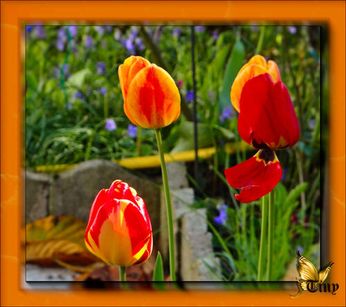 Premières tulipes