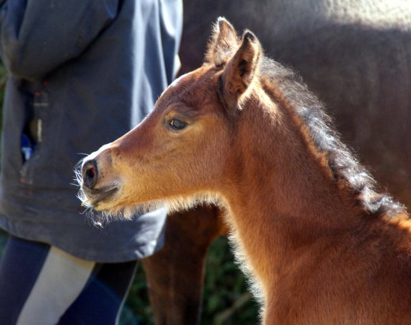 Naissance CRUMBLE DE SERRES