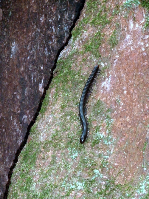 le sentier de La Mirande