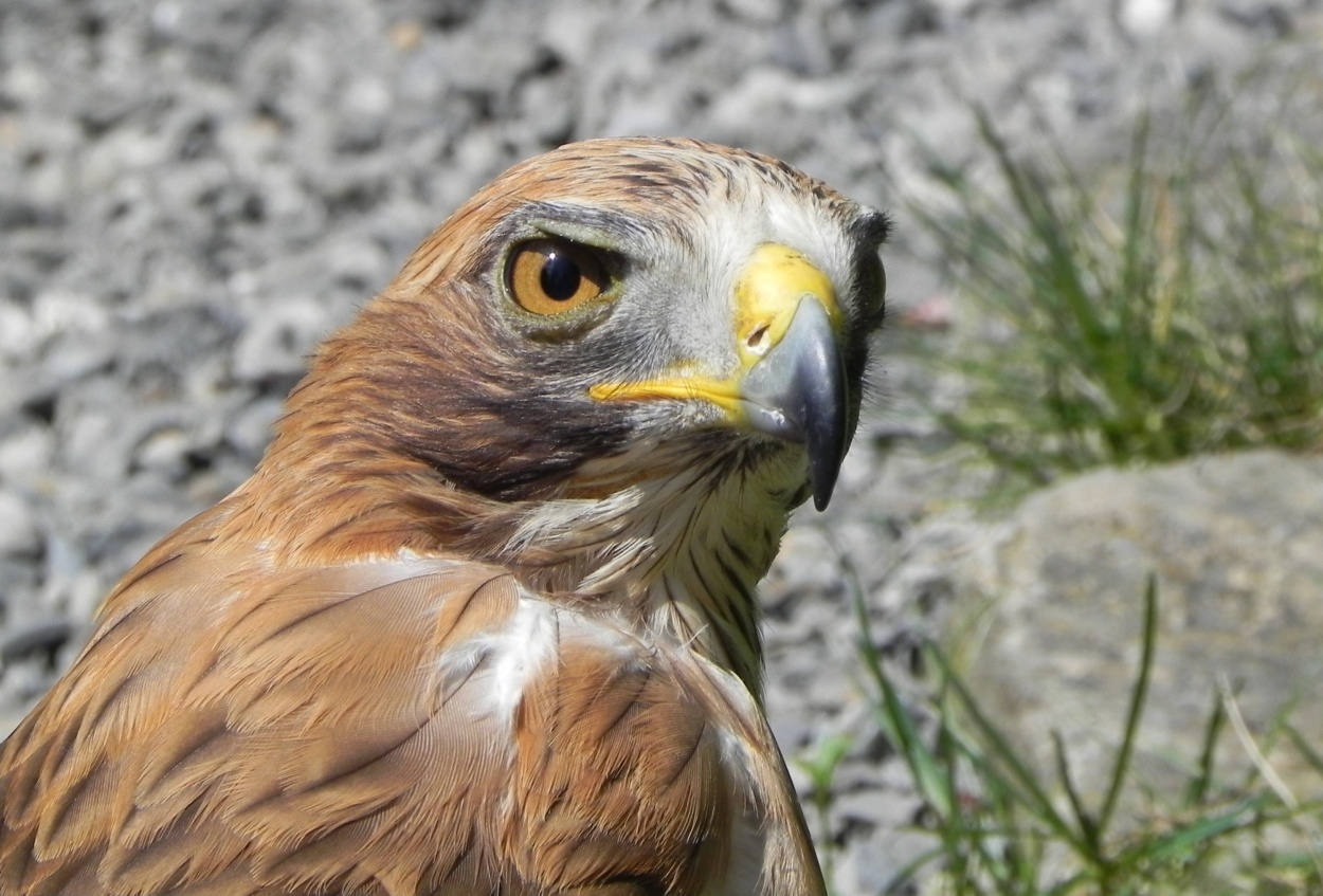 un rapace par Bébert