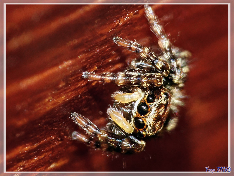 Un monstre de 4 mm : l'araignée sauteuse (saltique) Pseudeuophtys lanigera (femelle) - Lartigau - Milhas - 31