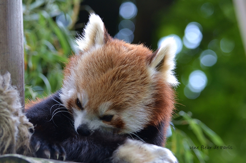 Spécial les 220 ans de la Ménagerie du Jardin des Plantes : Le Panda Roux