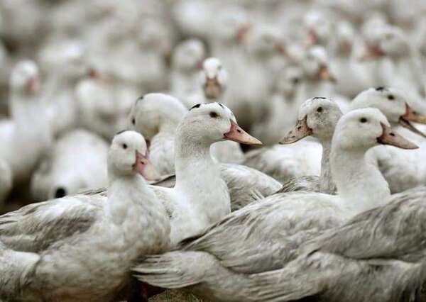 Grippe aviaire: deux syndicats agricoles demandent l'arrêt des abattages préventifs
