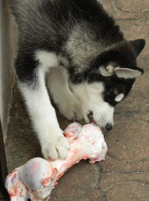 Nourrir son chiot - Eduquer son Siberian husky, chien de traineau