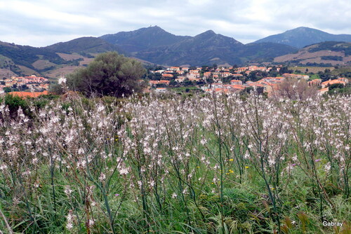 Collioure : les asphodèles ... n 1