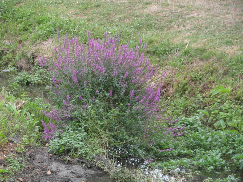 Plante mauve