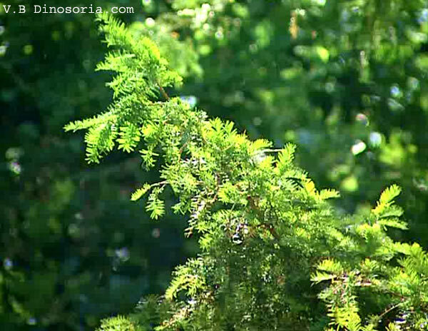 Caulerpa taxifolia