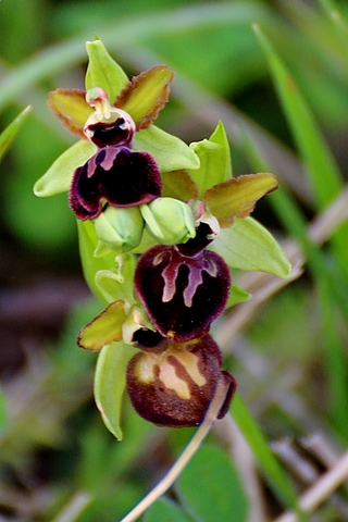 Ophrys Passionis - Ophrys de la passion