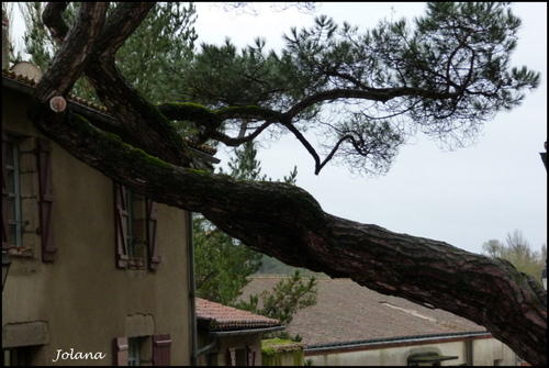 arbre pin ville de clisson maison 