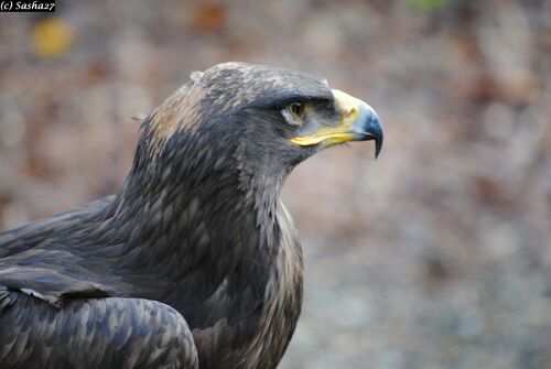 Aigle des Steppes.