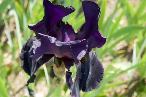 Le cartoscope du mercredi 31 mai 2023