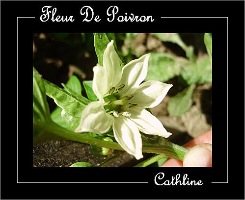 FLEUR DE POIVRON