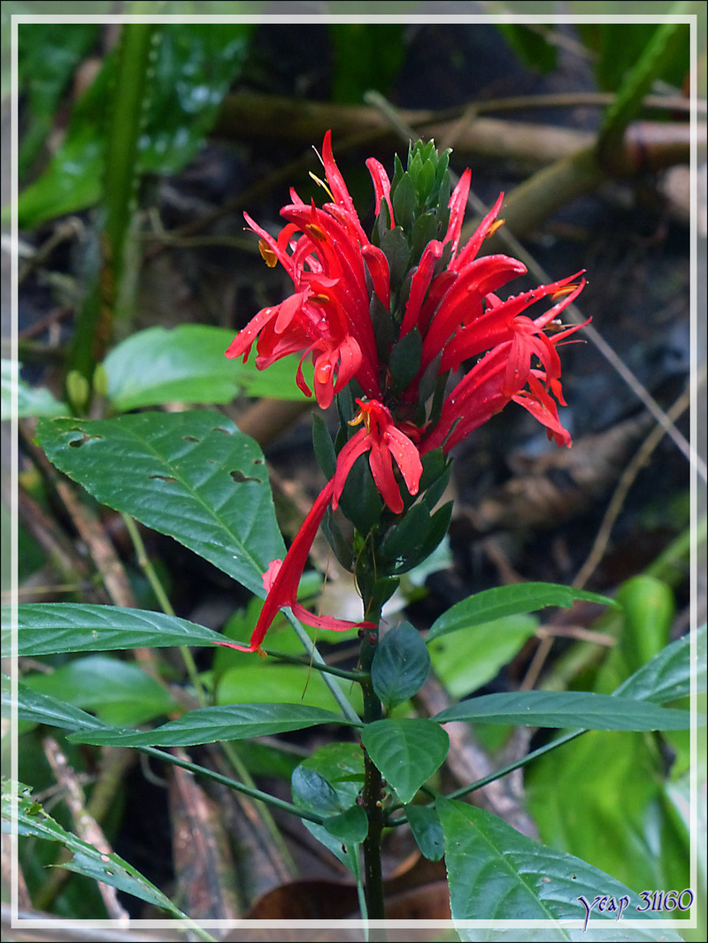 Fleur rouge inconnue - Lac Sandoval - Pérou