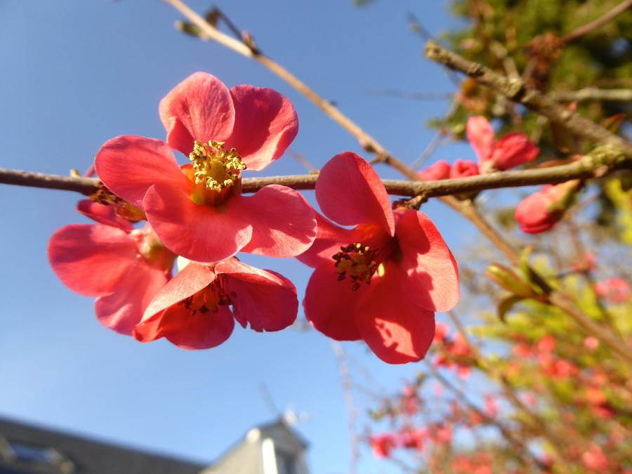 En l'honneur d'Hanami!