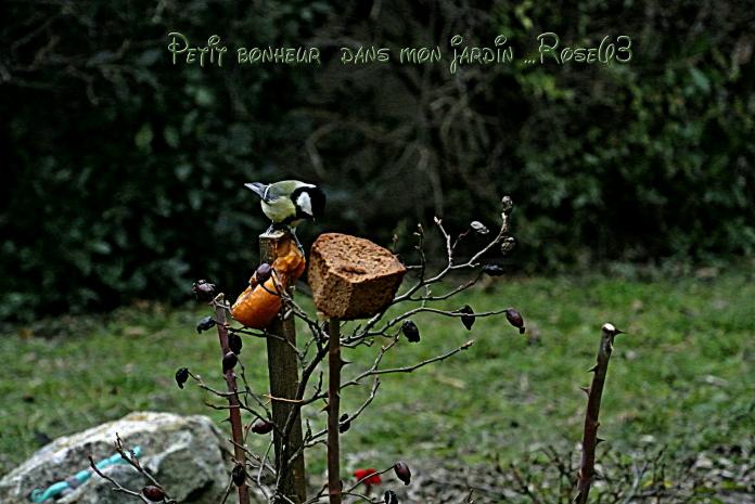 Mardi 14 janvier 2019 petits plaisirs de jardin