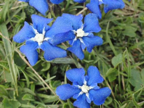 Fleurs bleues