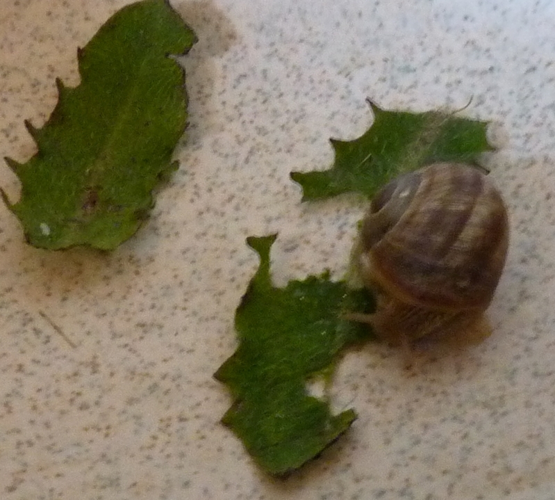 Sauvetage et disparition d'un petit escargot