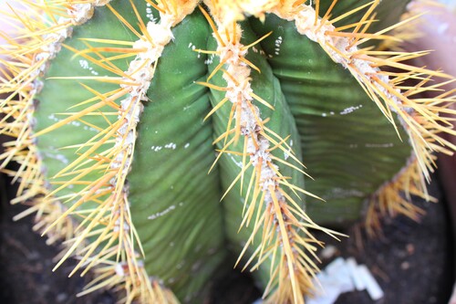 Cactus en Andalousie