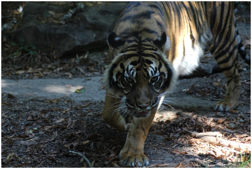 Au zoo de Beauval-10-Les tigres de Sumatra