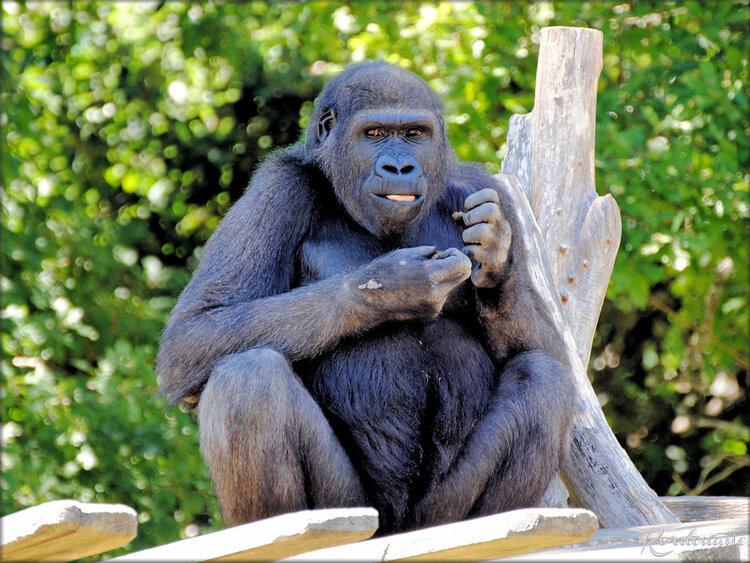 Photo du Gorille des Plaines - Zoo de la Palmyre