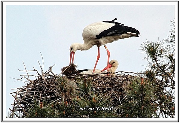 LE-TEICH-N--7--CIGOGNE-.jpg