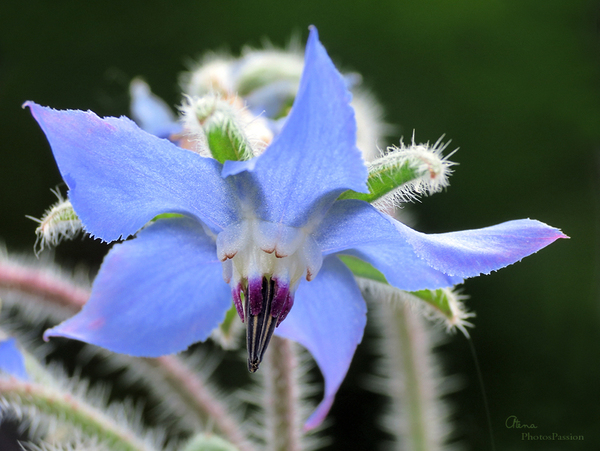 Enfin de fleurs dans mon jardin