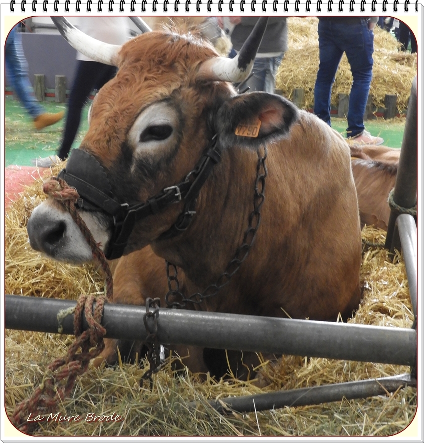 Salon de l'agriculture 2019