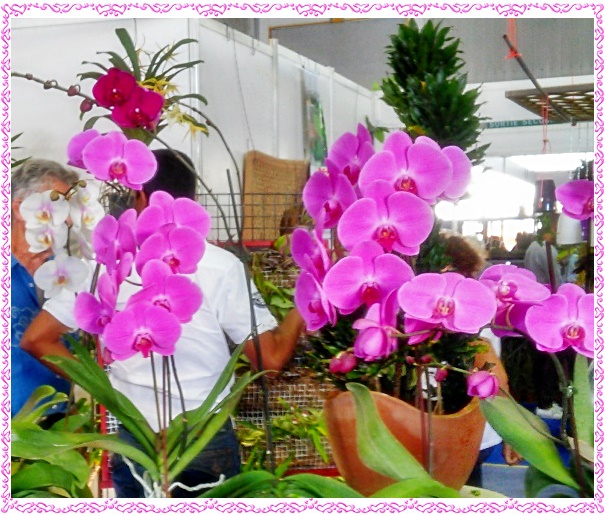 - FLORÉAL AU PORT 1/7 (Réunion)