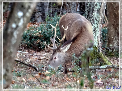 Troupeau de biches accompagnées de deux cerfs 10 cors, dont un très beau - Lartigau - Milhas - 31