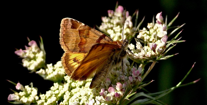 Les papillons de l'été (3) Les discrets