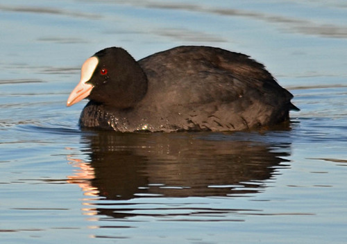 Balade au lac d'ayguelongue