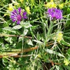 Centaurée ou Bleuet des montagnes (Centaurea montana)