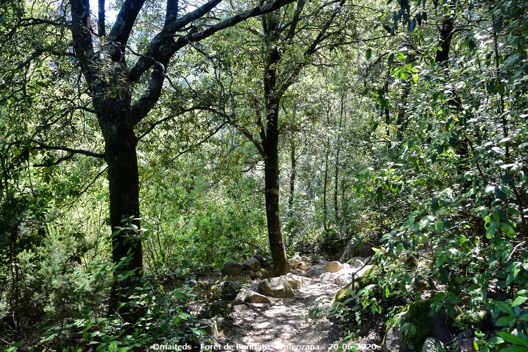 Forêt de Bonifatu - Corse