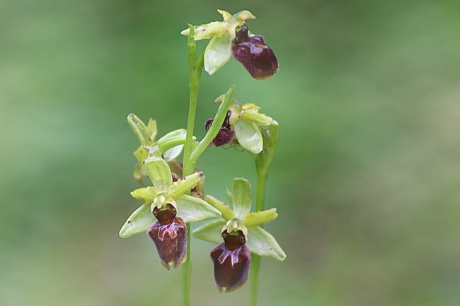 Ophrys araignée - Ophrys sphegodes ou Ophrys aranifera