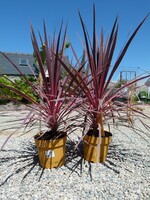 cordylines charlie boy (bis)