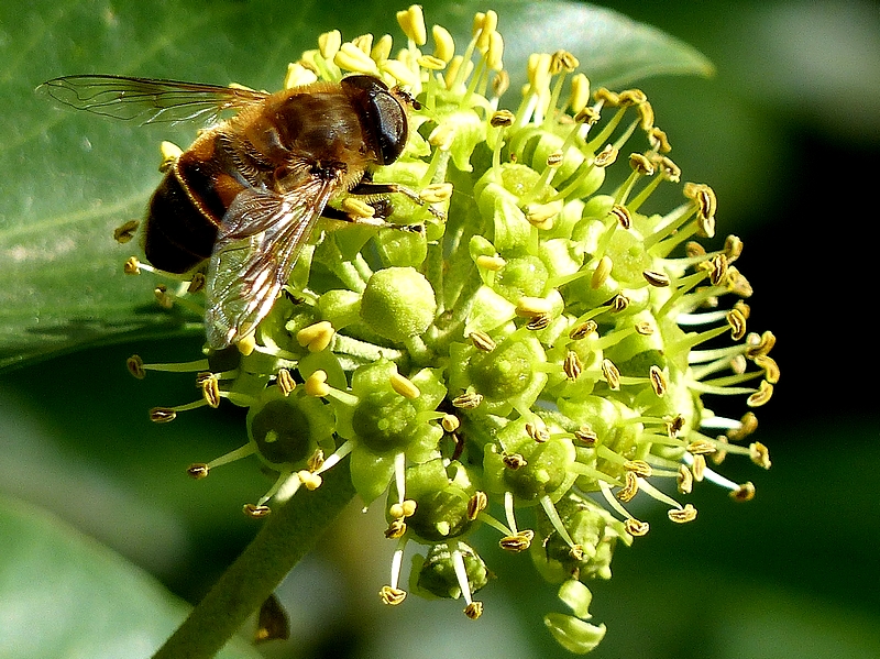 Macro Metz parc