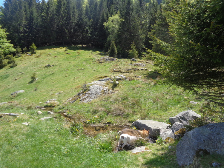 Vosges- printemps à Frankenthal