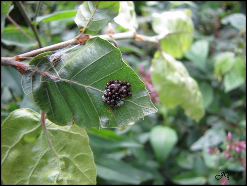 Punaises et araignée.