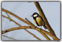 Les oiseaux