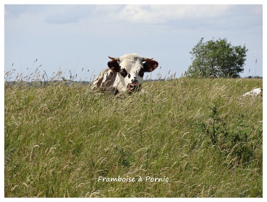 Dans le marais breton