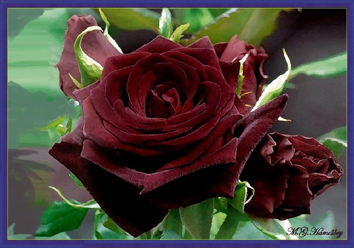 La Rose 'Black Baccara'