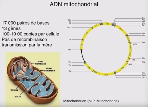 ADN mitochondrial.jpg
