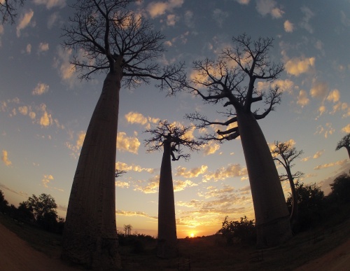 Allée des Baobabs!