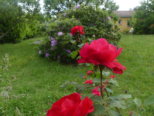 Les fleurs du jardin