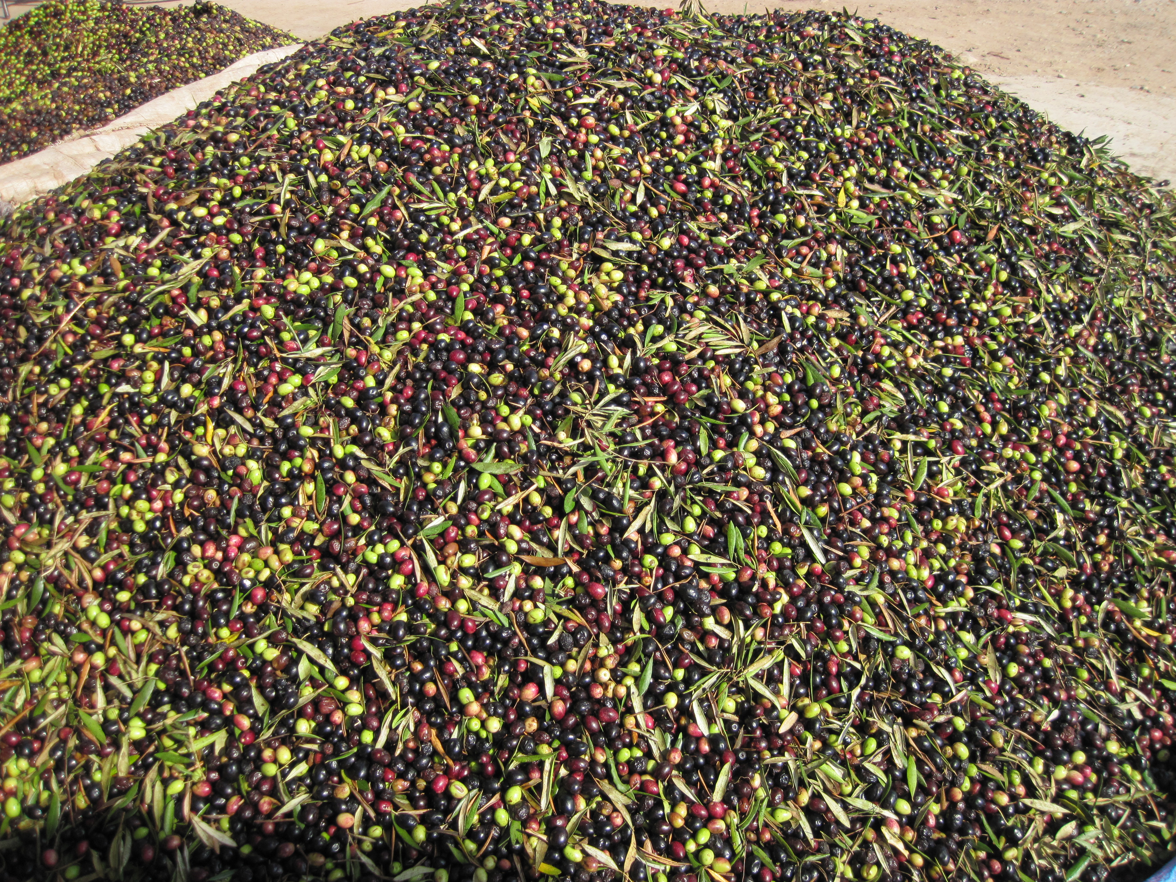 Tas d'olives fraîchement récoltées